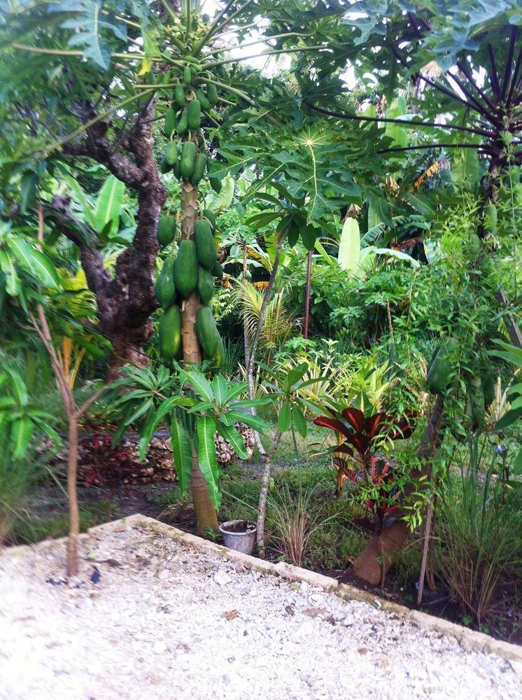 Villa Green House Ped Esterno foto